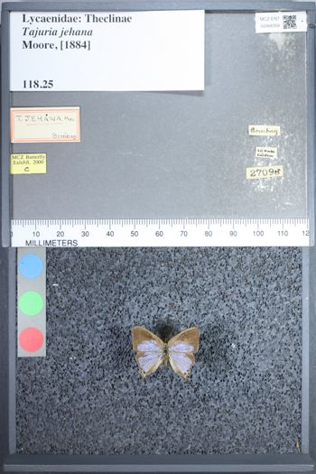Media type: image;   Entomology 68358